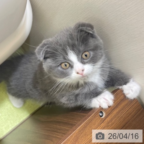 富山県のスコティッシュフォールド (ペットプラス 高岡店/2026年2月6日生まれ/男の子/ブルータビーホワイト)の子猫の3枚目の画像