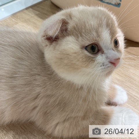 愛知県のスコティッシュフォールド (ペットプラス ナゴヤドーム前店/2026年2月6日生まれ/男の子/クリームタビーホワイト)の子猫の4枚目の画像