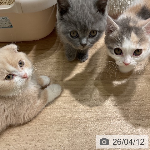 愛知県のスコティッシュフォールド (ペットプラス ナゴヤドーム前店/2026年2月6日生まれ/男の子/クリームタビーホワイト)の子猫の3枚目の画像