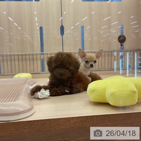 三重県のチワワ(ロング) (ペッツワン 桑名店/2026年2月7日生まれ/男の子/フォーン)の子犬の4枚目の画像