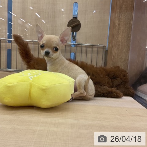 三重県のチワワ(ロング) (ペッツワン 桑名店/2026年2月7日生まれ/男の子/フォーン)の子犬の3枚目の画像