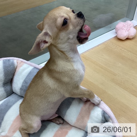 チワワの写真