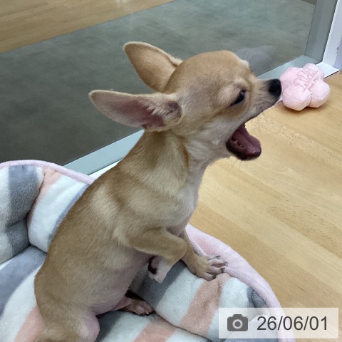 チワワの写真
