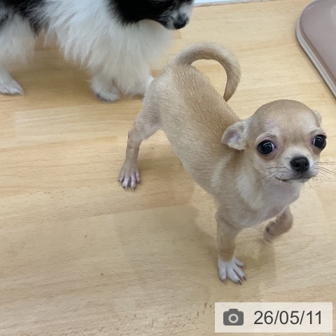 三重県のチワワ(ロング) (ペットプラス 津南店/2026年2月7日生まれ/男の子/フォーン)の子犬の3枚目の画像