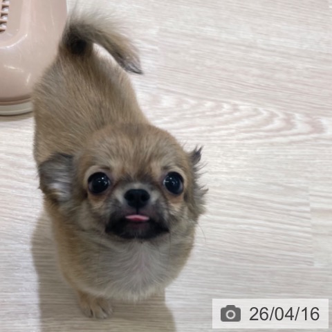 富山県のチワワ(ロング) (ペットプラス 高岡店/2026年2月7日生まれ/男の子/フォーン)の子犬の4枚目の画像