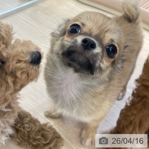 富山県のチワワ(ロング) (ペットプラス 高岡店/2026年2月7日生まれ/男の子/フォーン)の子犬の3枚目の画像