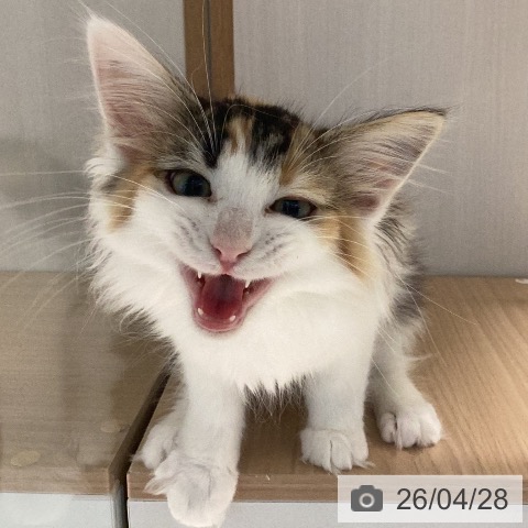 岐阜県のメインクーン (ペットプラス 各務原店/2026年2月3日生まれ/女の子/ブラウンパッチドタビーホワイト)の子猫の4枚目の画像