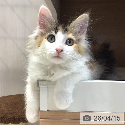 岐阜県のメインクーン (ペットプラス 各務原店/2026年2月3日生まれ/女の子/ブラウンパッチドタビーホワイト)の子猫の3枚目の画像