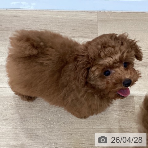 愛知県のトイプードル(トイ) (ペットプラス 東浦店/2026年2月6日生まれ/男の子/レッド)の子犬の3枚目の画像