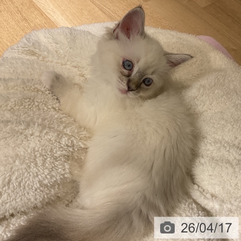 愛知県のラグドール (ペットプラス イオンモール豊川店/2026年2月8日生まれ/女の子/ブルーポイント)の子猫の4枚目の画像