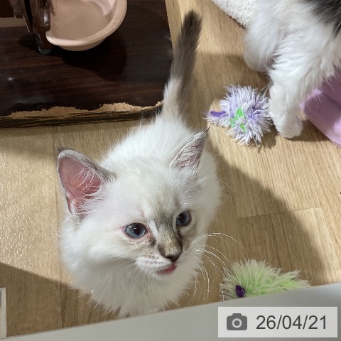 愛知県のラグドール (ペットプラス イオンモール豊川店/2026年2月8日生まれ/女の子/ブルーポイント)の子猫の3枚目の画像