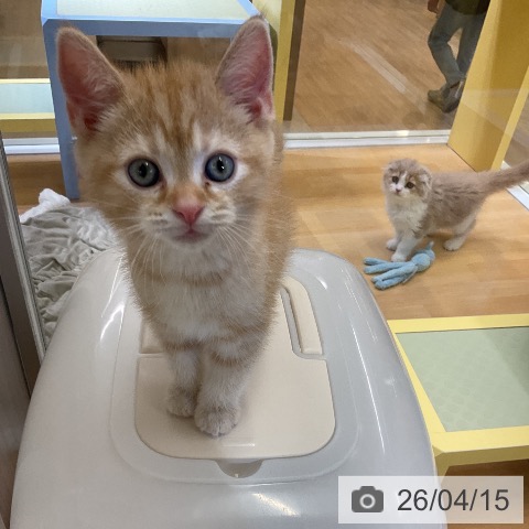 愛知県のアメリカンショートヘアー (ペットプラス mozoワンダーシティ店/2026年2月5日生まれ/男の子/レッドタビー)の子猫の4枚目の画像