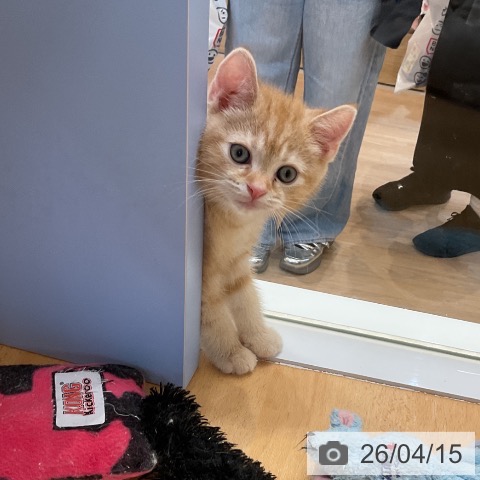 愛知県のアメリカンショートヘアー (ペットプラス mozoワンダーシティ店/2026年2月5日生まれ/男の子/レッドタビー)の子猫の3枚目の画像