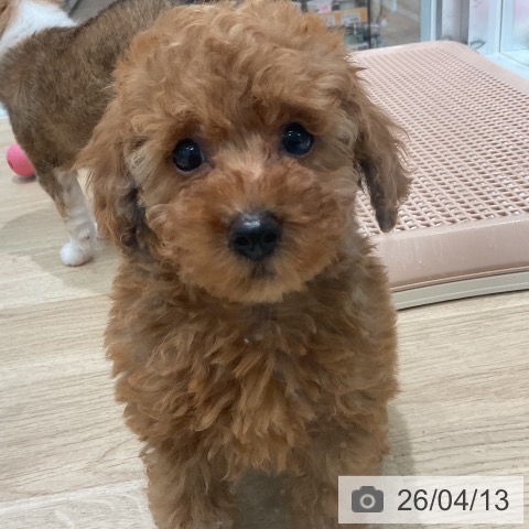 三重県のトイプードル(トイ) (ペットプラス 鈴鹿店/2026年2月6日生まれ/女の子/レッド)の子犬の4枚目の画像