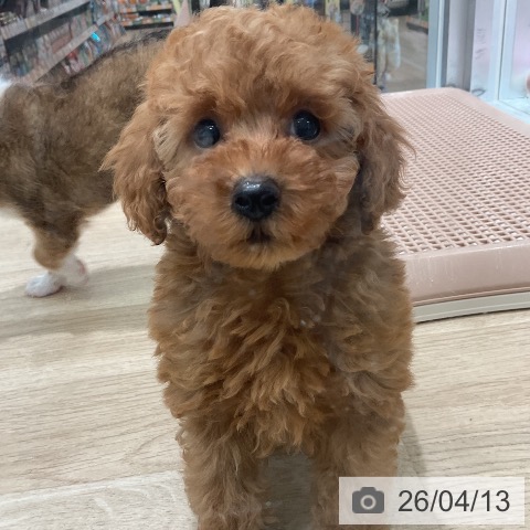 三重県のトイプードル(トイ) (ペットプラス 鈴鹿店/2026年2月6日生まれ/女の子/レッド)の子犬の3枚目の画像