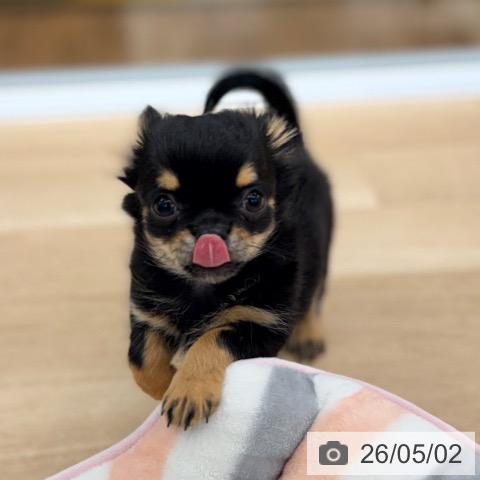 愛知県のチワワ(ロング) (ペットプラス 豊橋牧野店/2026年2月7日生まれ/男の子/ブラックタン)の子犬の3枚目の画像