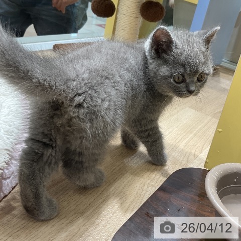 愛知県のブリティッシュショートヘアー (ペットプラス ナゴヤドーム前店/2026年2月9日生まれ/男の子/ブルー)の子猫の4枚目の画像
