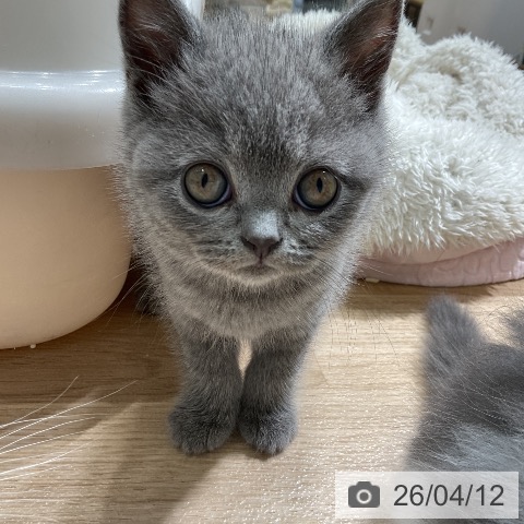 愛知県のブリティッシュショートヘアー (ペットプラス ナゴヤドーム前店/2026年2月9日生まれ/男の子/ブルー)の子猫の3枚目の画像