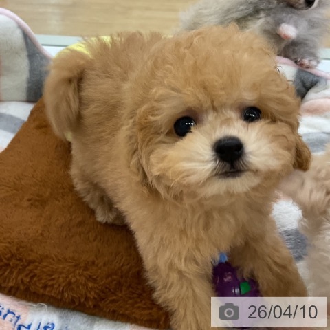 トイ・プードルの写真