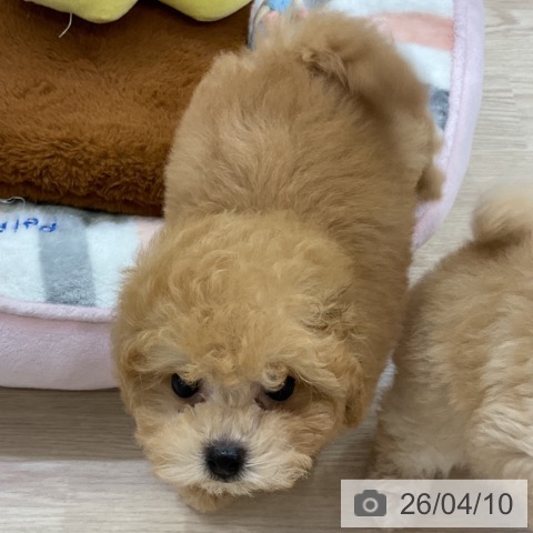 トイ・プードルの写真