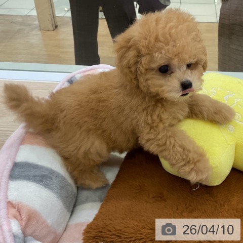 トイ・プードルの写真