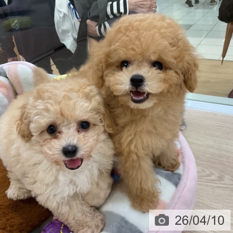 トイ・プードルの写真