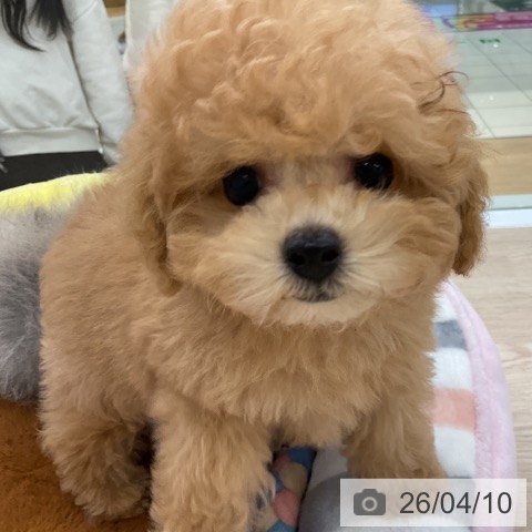 トイ・プードルの写真