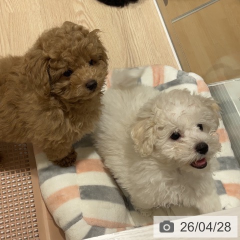 石川県のビションフリーゼ (ペットプラス かほく店/2026年2月7日生まれ/女の子/ホワイト)の子犬の3枚目の画像