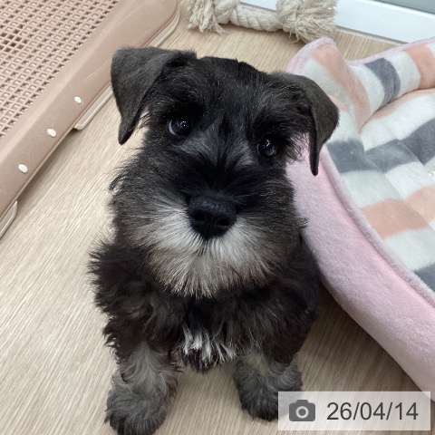 ミニチュア・シュナウザーの写真