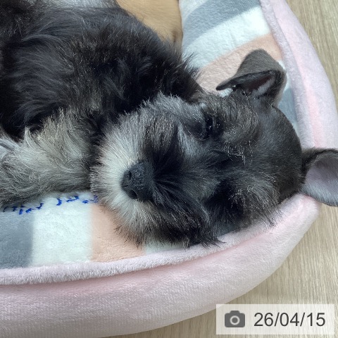 石川県のミニチュアシュナウザー (ペットプラス 白山店/2026年2月8日生まれ/男の子/ソルトペッパー)の子犬の3枚目の画像