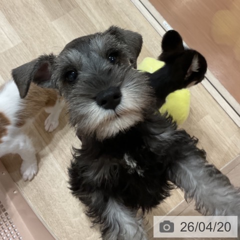 愛知県のミニチュアシュナウザー (ペットプラス イオンモール長久手店/2026年2月8日生まれ/男の子/ソルトペッパー)の子犬の4枚目の画像