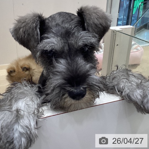 愛知県のミニチュアシュナウザー (ペットプラス イオンモール長久手店/2026年2月8日生まれ/男の子/ソルトペッパー)の子犬の3枚目の画像