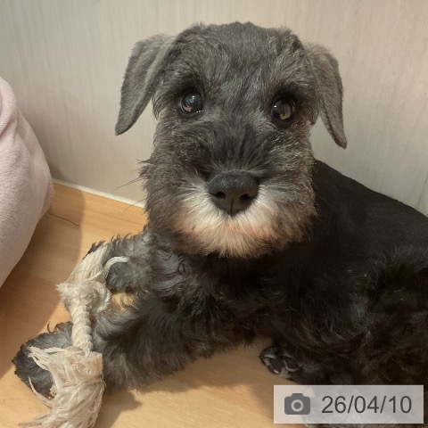 ミニチュア・シュナウザーの写真