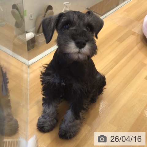 三重県のミニチュアシュナウザー (ペットプラス 東員店/2026年2月8日生まれ/男の子/ソルトペッパー)の子犬の4枚目の画像