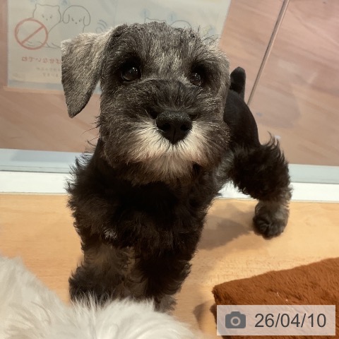 ミニチュア・シュナウザーの写真