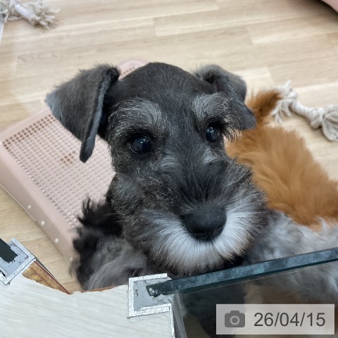 愛知県のミニチュアシュナウザー (ペットプラス mozoワンダーシティ店/2026年2月8日生まれ/女の子/ソルトペッパー)の子犬の4枚目の画像