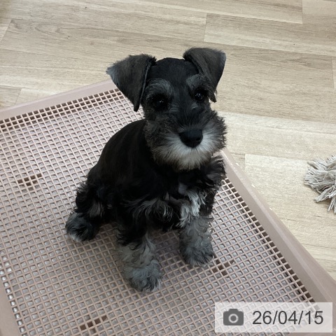 愛知県のミニチュアシュナウザー (ペットプラス mozoワンダーシティ店/2026年2月8日生まれ/女の子/ソルトペッパー)の子犬の3枚目の画像