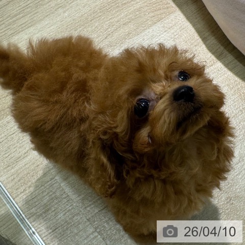 愛知県のトイプードル(トイ) (ペットプラス 岡崎店/2026年2月3日生まれ/男の子/レッド)の子犬の4枚目の画像