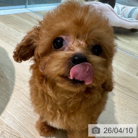 愛知県のトイプードル(トイ) (ペットプラス 岡崎店/2026年2月3日生まれ/男の子/レッド)の子犬の3枚目の画像