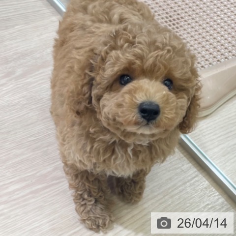 トイ・プードルの写真