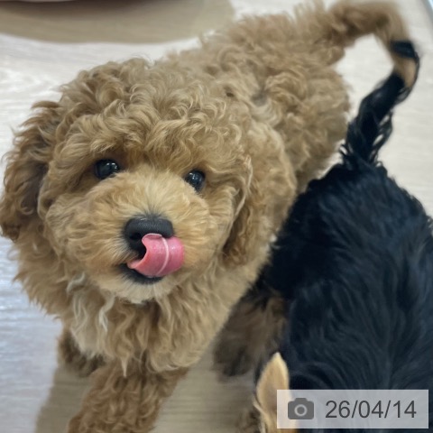 トイ・プードルの写真