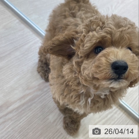 トイ・プードルの写真