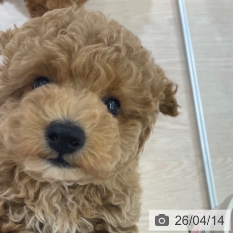 トイ・プードルの写真