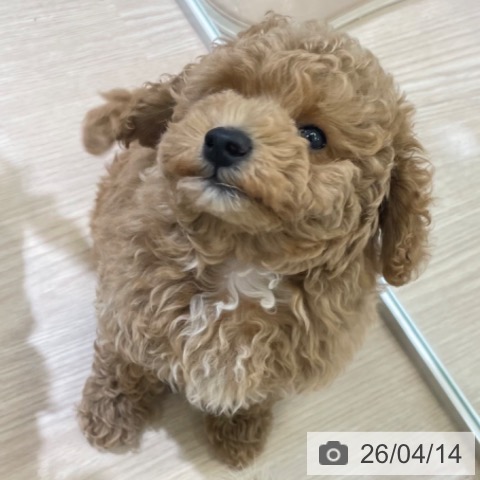トイ・プードルの写真