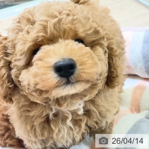 トイ・プードルの写真