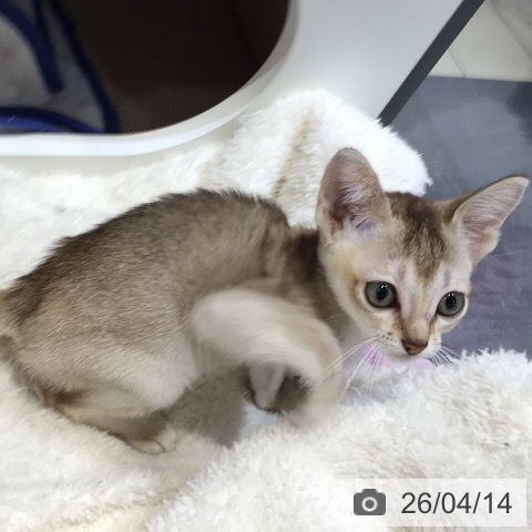 岐阜県のシンガプーラ (ペットプラス 各務原店/2026年2月6日生まれ/女の子/セピアアグーティ)の子猫の4枚目の画像