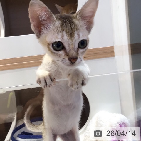 岐阜県のシンガプーラ (ペットプラス 各務原店/2026年2月6日生まれ/女の子/セピアアグーティ)の子猫の4枚目の画像