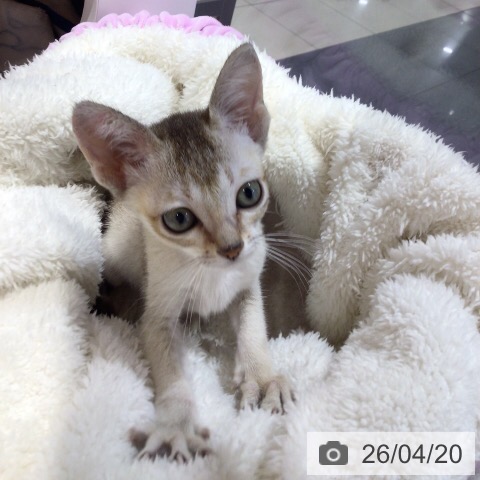 岐阜県のシンガプーラ (ペットプラス 各務原店/2026年2月6日生まれ/女の子/セピアアグーティ)の子猫の3枚目の画像