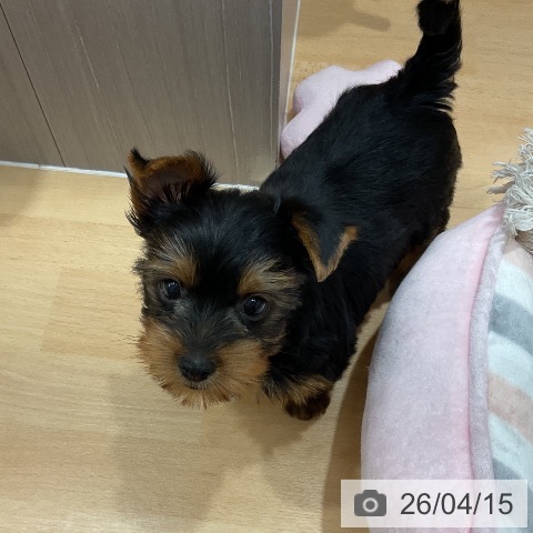 石川県のヨークシャーテリア (ペットプラス 新小松店/2026年2月8日生まれ/男の子/スチールブルータン)の子犬の4枚目の画像