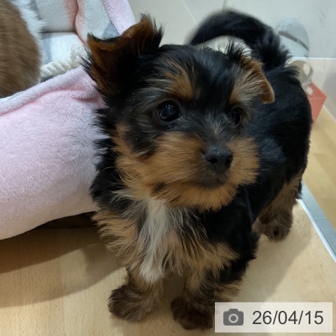 石川県のヨークシャーテリア (ペットプラス 新小松店/2026年2月8日生まれ/男の子/スチールブルータン)の子犬の3枚目の画像